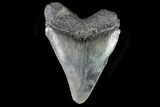 Juvenile Megalodon Tooth - Georgia #75388-1